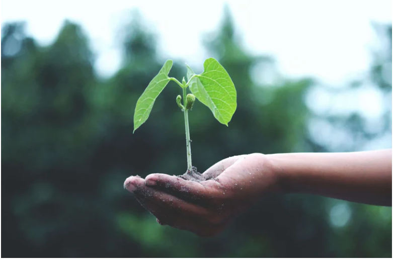Hand holding a small green plant with a blurred natural background