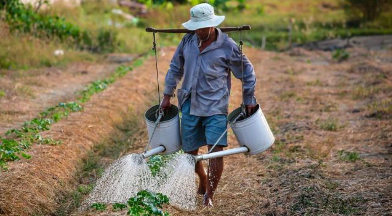 Man carrying buckets with water and plants on a farm